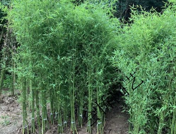 美国为什么禁止种植竹子？看后才知道，原来竹子比我们想象的可怕